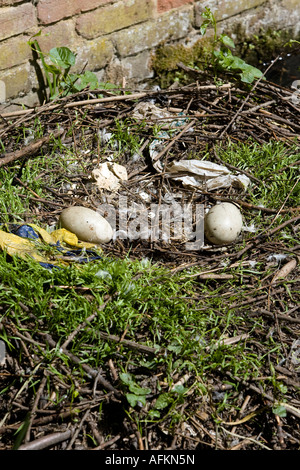 Zwei verlassene ungeschlüpfte Schwan Eiern im nest Fluss Stour Sudbury Suffolk England