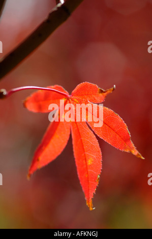 Nahaufnahme von roten Acer Palmatum Blatt Stockfoto
