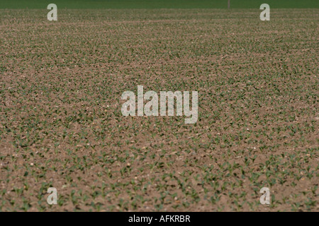 Nottingham Felder Spinat Spinacia Oleracea angebaut unter dem Deckmantel Stockfoto