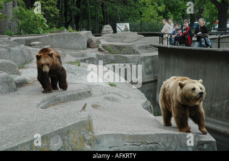 Bären, öffentlichen, street-Zoo, Praga Polnoc, Warschau, Warszawa, Polen, Polska, 2006 Stockfoto