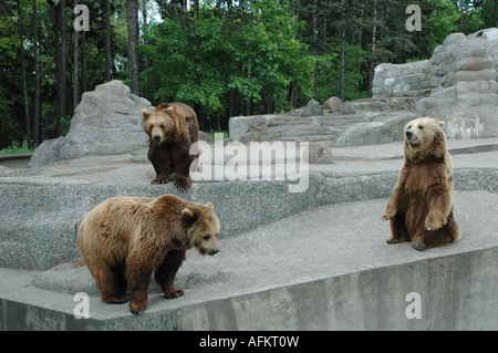 Bären, öffentlichen, street-Zoo, Praga Polnoc, Warschau, Warszawa, Polen, Polska, 2006 Stockfoto