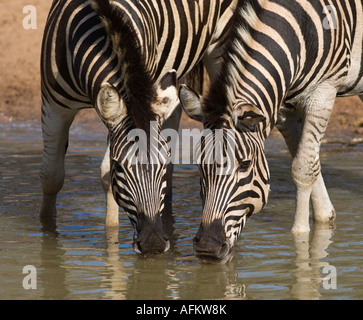 Buchells Zebras trinken Stockfoto