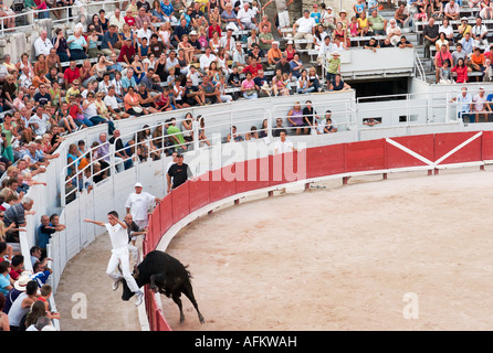 Jagen die Bullen in der Roman-Arena in Arles Stockfoto