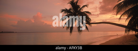Palme bei Sonnenaufgang über sandige Küstenlinie auf Fihalhohi Insel Malediven gespannt. Stockfoto