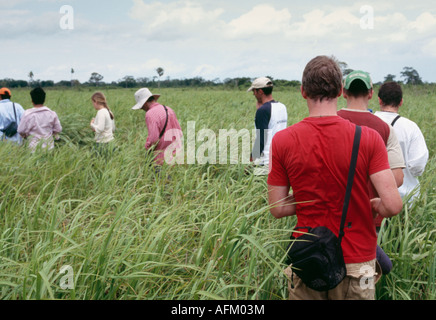 Pampa trekking - Amazonas-Becken, Beni, Bolivien Stockfoto