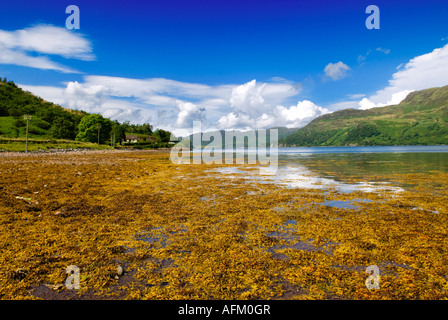 Loch Duich in der Nähe von Ratagan Seetang Algen deckt das Loch Wasser, Shiel Bridge Wester Ross West Schottland, Stockfoto