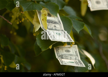 Ein Foto zur Veranschaulichung des Gegenteil von dem Satz Geld Doesn t wachsen auf Bäumen Stockfoto