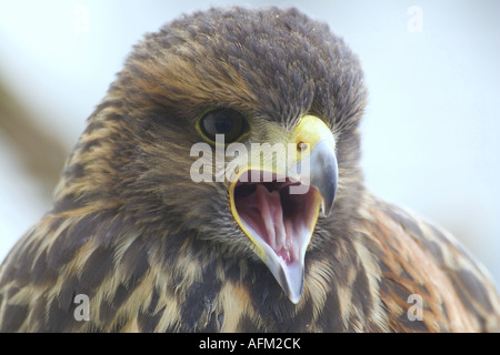 Porträt von Harris Hawk Unicinctus Bird Of Prey hautnah Stockfoto