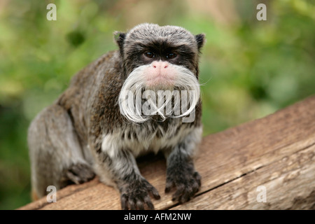 Ein erwachsener Kaiser Tamarin-Affe (Saguinus Imperator), der direkt auf die Kamera blickt Stockfoto