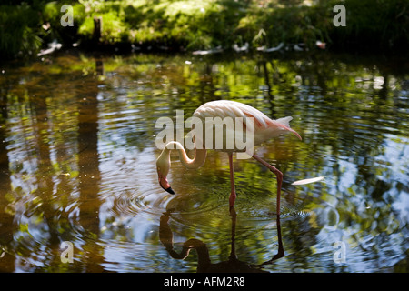 Phoenicopterus roseus Stockfoto