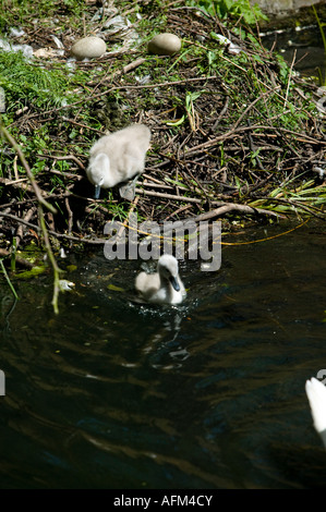 Zwei junge Cygnets geben Sie Wasser so dass Nest mit Eiern ungeschlüpfte Fluss Stour Sudbury Suffolk England Stockfoto