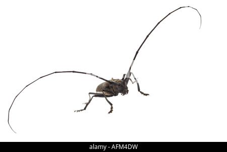 Steinbock-Käfer Käfer mit langen Fühlern isoliert auf weiss grau Stockfoto