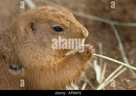 Schwarz tailed Prairie Dog eating Grass. Schwarzschwanz-sich Stockfoto