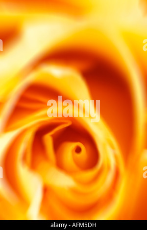 Gelbe Rose diffusen Bild Nahaufnahme Stockfoto