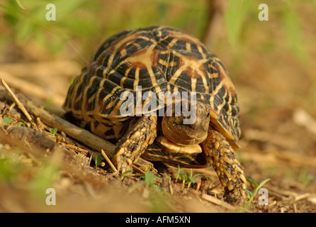 Indian Star Schildkröte Geochelone elegans Stockfoto