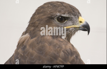 Porträt von Harris Hawk Parabuteo Unicinctus Raubvogel hautnah Stockfoto