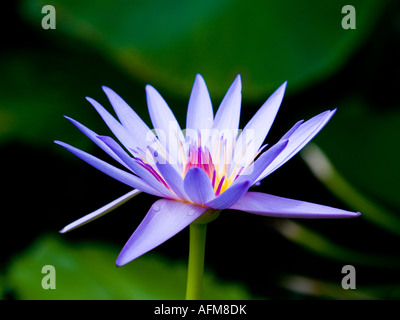 Sonnendurchflutetes einzelne blaue und violette Seerose Blüte mit roten und gelben Zentrum Nymphaea Stockfoto