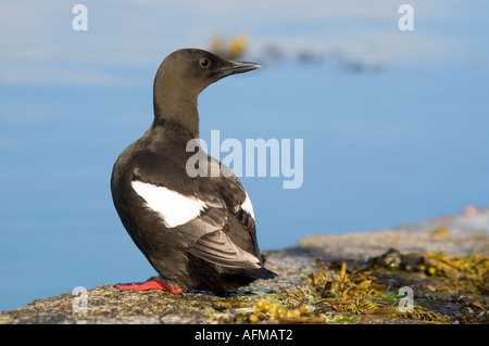 Schwarzen Guillemot, Cepphus Grylle, thront auf einem pier Stockfoto