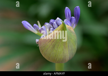 Agapanthus Blume Stockfoto