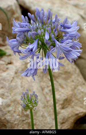 Agapanthus Blume Stockfoto