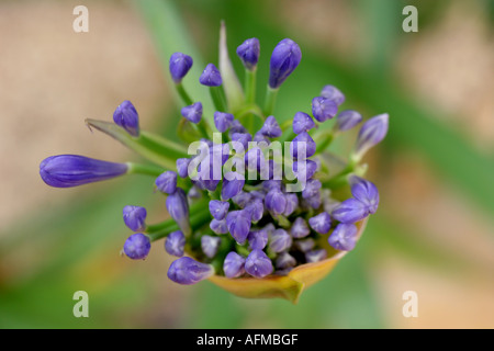 Agapanthus Blume Stockfoto