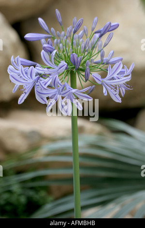 Agapanthus Blume Stockfoto