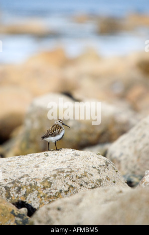 Alpenstrandläufer Alpenstrandläufer Calidris Alpina thront auf einem felsigen Ufer Stockfoto