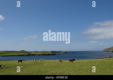 Kühe grasen am Meer - Skellig auf der Horizon - Valentia Island, County Kerry, Irland Stockfoto