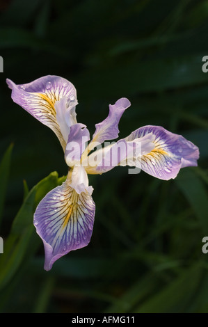 Oregon Iris Iris Tenax westliche Oregon Stockfoto