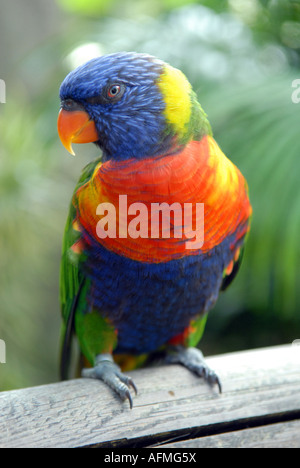 Lorikeet auf einer Bank (Psittacidae Loriinae Lory Lories) am Botanischen Garten von Deshaies, Guadeloupe Stockfoto