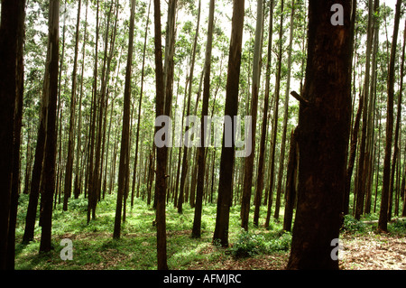 Indien Karnataka Holz Teak Holz Plantage Stockfoto