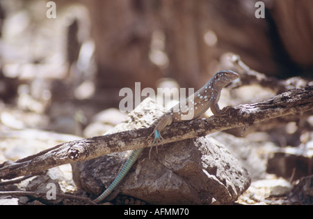 Blaue Whiptail Eidechse Washington Slagbaai National Park Bonaire Stockfoto