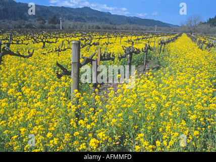 "^ Senf Blumen und Reben, Frühling,"Napa Valley"California" Stockfoto