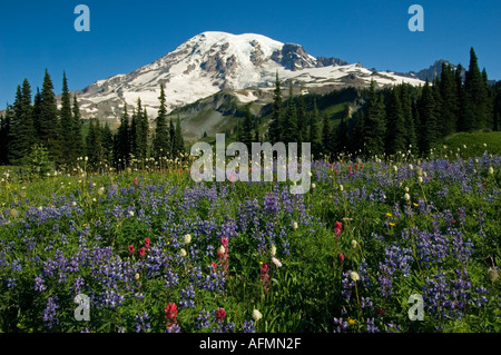 USA WASHINGTON MOUNT RAINIER Nationalpark Wildblumen Paradies Bereich Juli Stockfoto