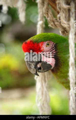 "Sherman" Soldatenara, Ardastra Gardens, Zoo & Conservation Centre. Nassau, New Providence, Bahamas. Stockfoto