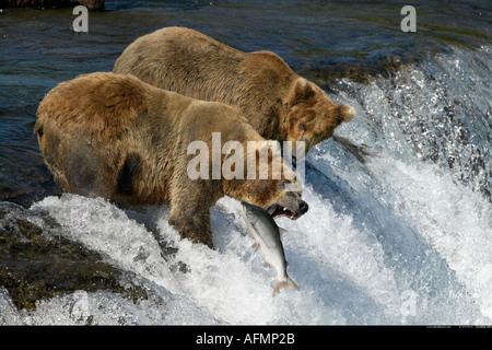 Braunbären Angeln Brooks Falls Katmai Nationalpark, Alaska Stockfoto