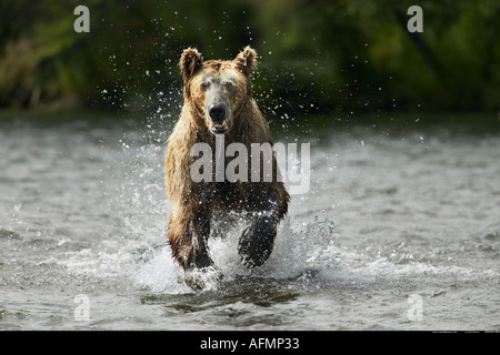 Braunbär laufen durch Wasser Katmai Nationalpark, Alaska Stockfoto