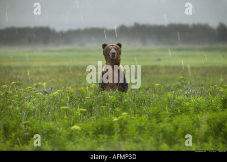 Braunbär im Regen Katmai Nationalpark Alaska stehen Stockfoto