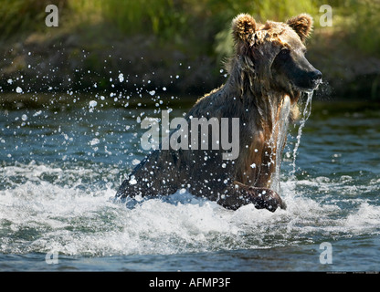 Brauner Bär Fischen Katmai Nationalpark, Alaska Stockfoto