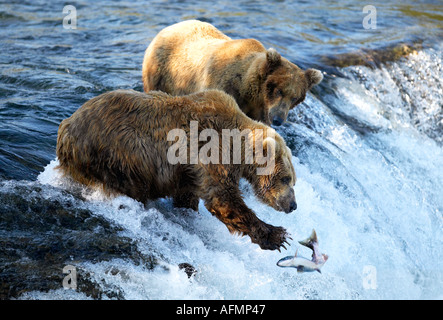 Braunbären Angeln Brooks Falls Katmai Nationalpark, Alaska Stockfoto