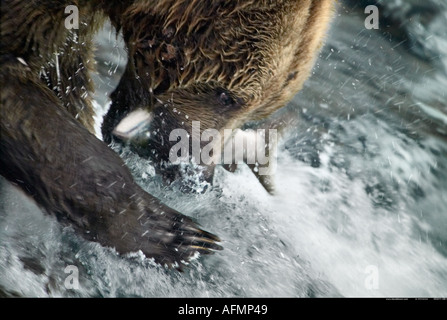 Fang von Lachs Braunbär Brooks Falls Alaska Stockfoto