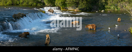 Gruppe von Braunbären Angeln Brooks Falls Katmai Nationalpark, Alaska Stockfoto