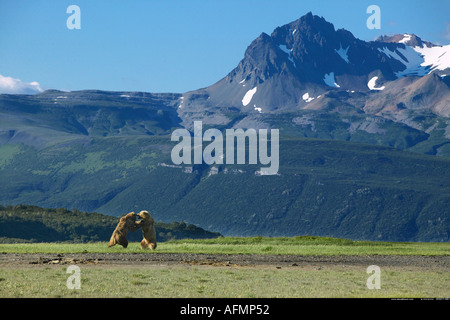 Braune Bären kämpfen Katmai Nationalpark, Alaska Stockfoto