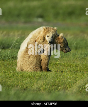 Braunbär-Mutter und Jungtier-Katmai Nationalpark-Alaska Stockfoto