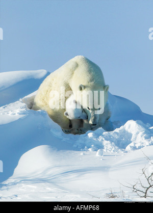 Eisbär-Mutter mit jungen Cub Manitoba Kanada Stockfoto