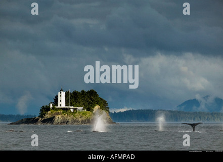 Buckelwale weht und Tauchen und fünf Fingern Leuchtturm Petersberg Alaska Stockfoto