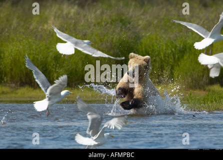 Braunbär Aufladen durch Wasser und Vögel Katmai Nationalpark, Alaska Stockfoto