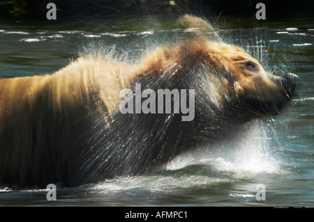 Braunbär schwimmen Katmai Nationalpark, Alaska Stockfoto