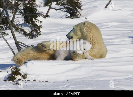 Eisbär-Mutter mit jungen schläfrig Cub Manitoba Kanada Stockfoto