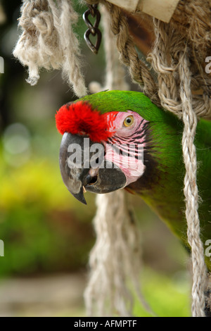 "Sherman" Soldatenara, Ardastra Gardens, Zoo & Conservation Centre. Nassau, New Providence, Bahamas. Stockfoto